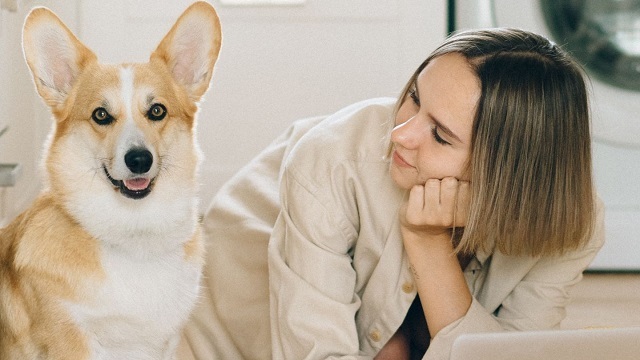 lemonade pet insurance 2023 2024