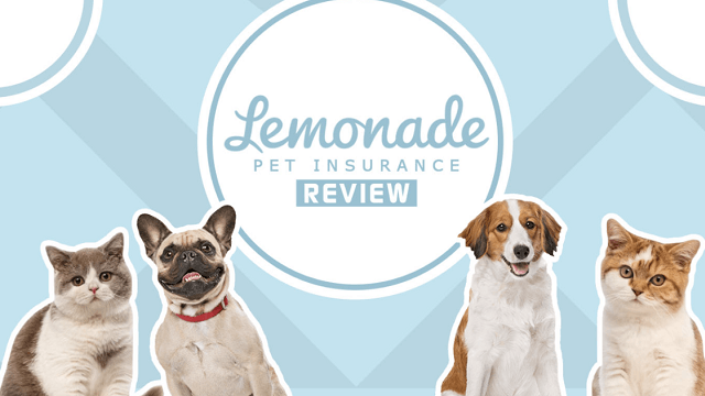 lemonade pet insurance